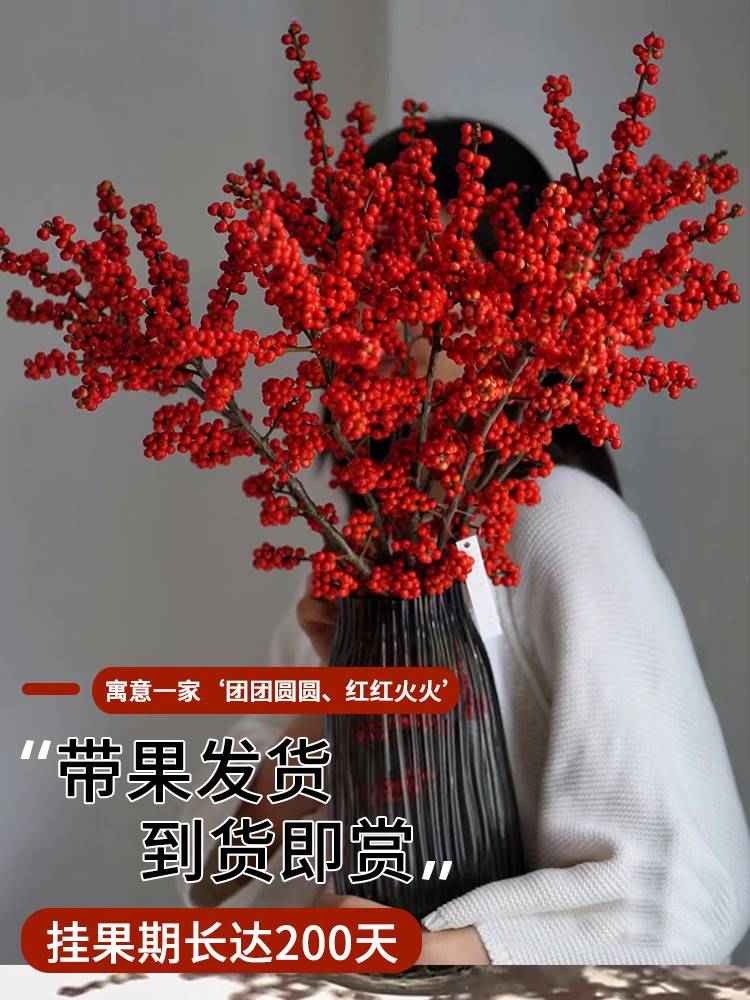 进口a级北美冬青水培植物红豆果鲜切枝花卉盆栽室内客厅水养绿植