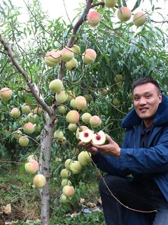 桃树果苗嫁接锦绣黄桃苗特大南北方种植地栽新品种水蜜桃冬桃树。