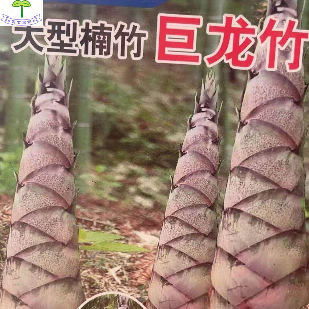 大型巨龙竹种子苗楠竹笋苗巨龙竹四季户外种植家庭阳台蔬菜种子