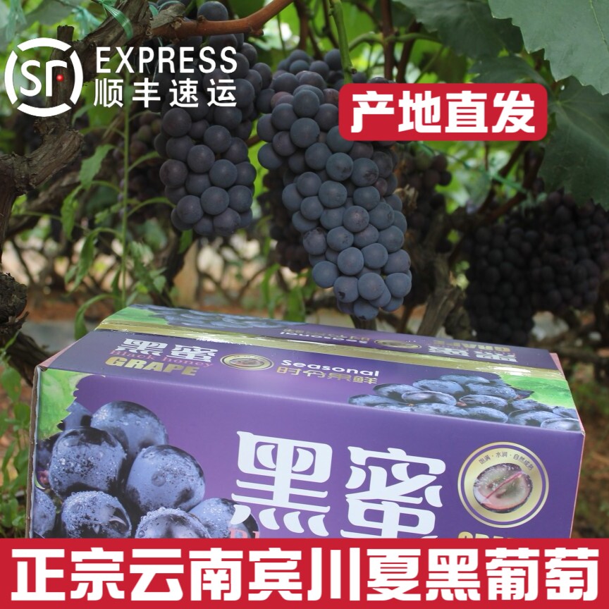 正宗云南宾川黑蜜葡萄新鲜提子新鲜无籽新鲜时令水果当季新鲜