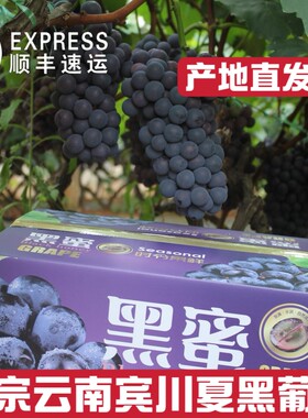 正宗云南宾川黑蜜葡萄新鲜提子新鲜无籽新鲜时令水果当季新鲜