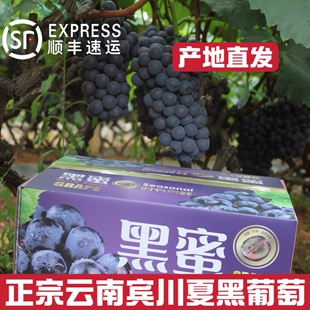 正宗云南宾川黑蜜葡萄新鲜提子新鲜无籽新鲜时令水果当季新鲜