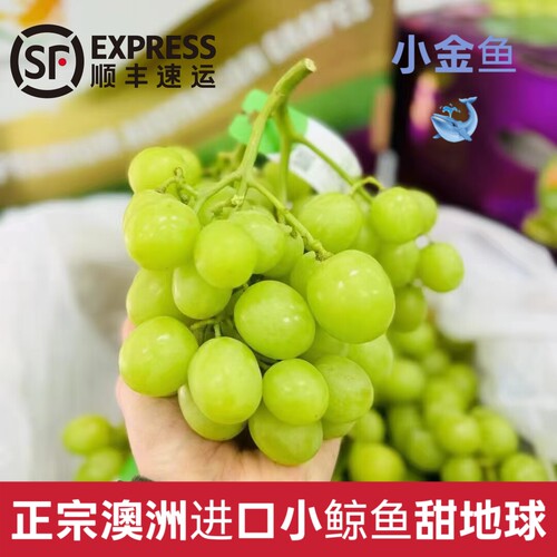 澳洲进口秋天青提地球提子水果