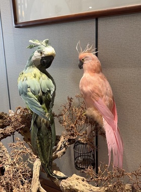 小鸟仿真羽毛鹦鹉家居装饰橱窗摆件高度60cm