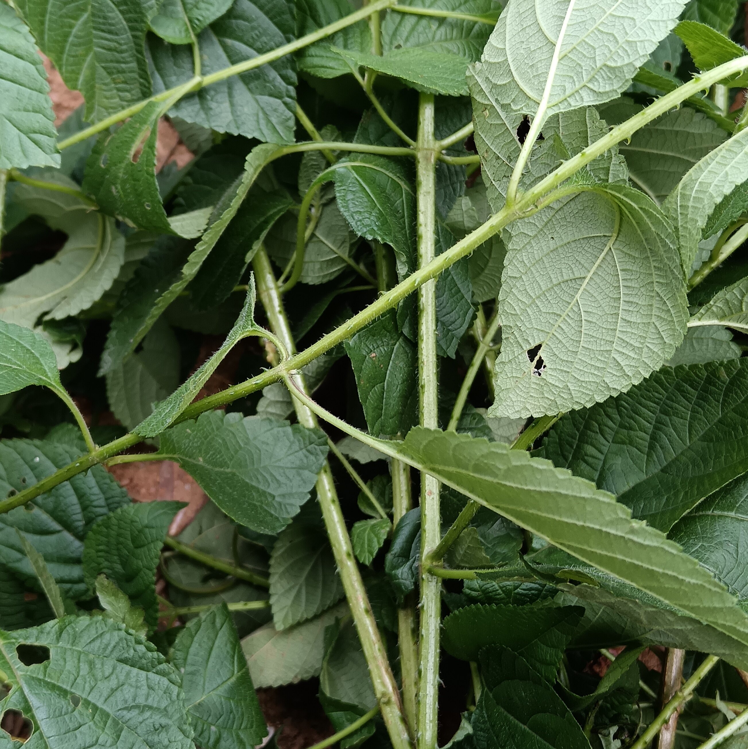 马缨丹天然生中草药材五色梅臭草皮肤宝宝洗澡新鲜现采枝叶五色花