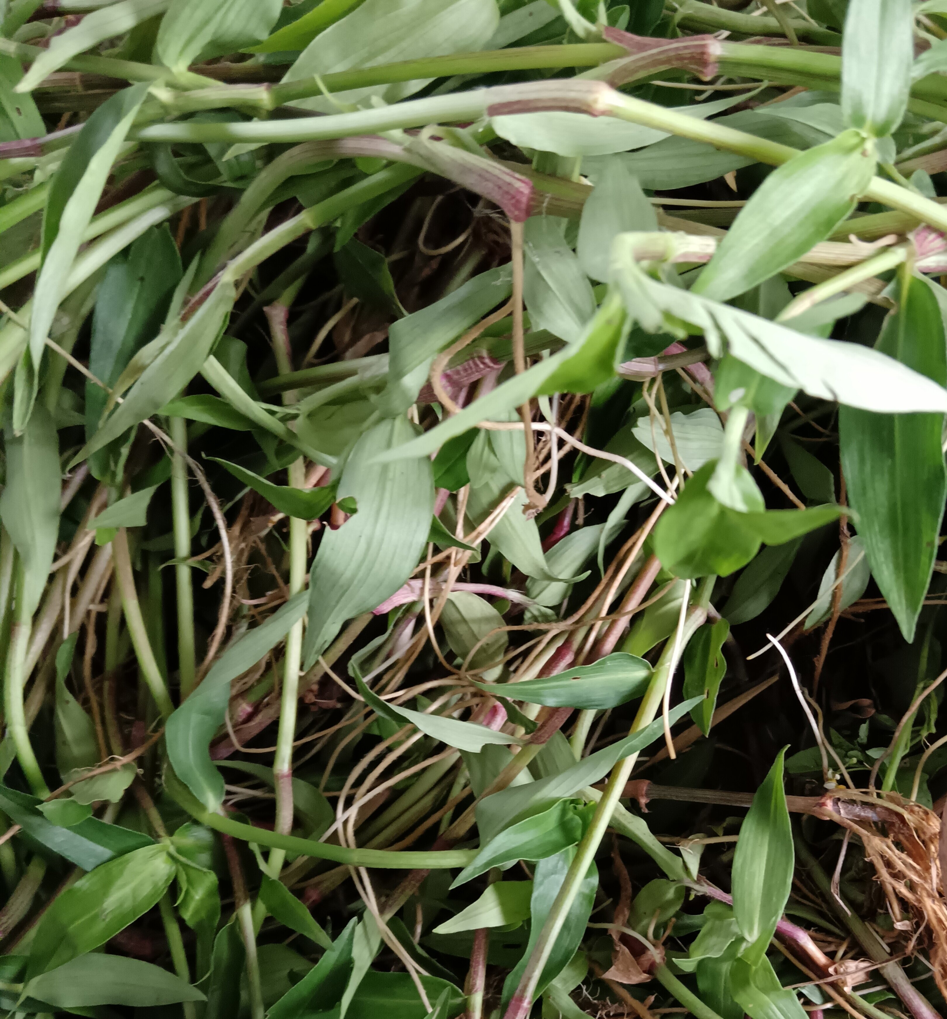 新鲜鸭跖草竹叶草水竹叶现采鸭拓草竹叶菜碧竹子