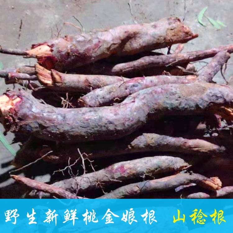 山稔根 新鲜桃金娘根山捻子根稔子岗念根当梨根草药500g包邮