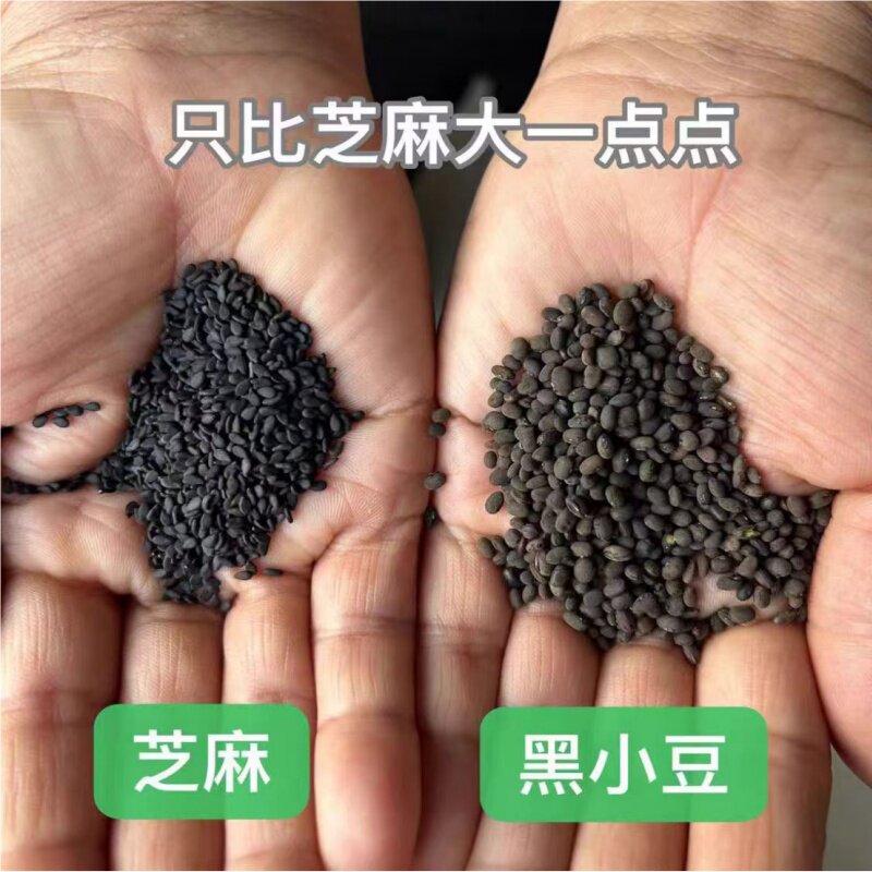 野生黑小豆500克《本草纲目》记载黄河滩野生肾型黄芯药用小黑豆