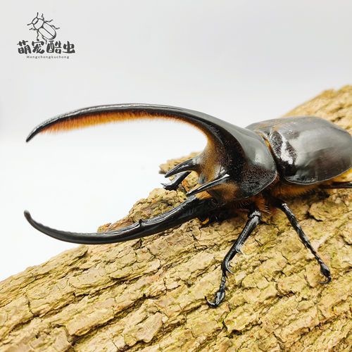 花金龟多少钱 花金龟价格 小麦优选