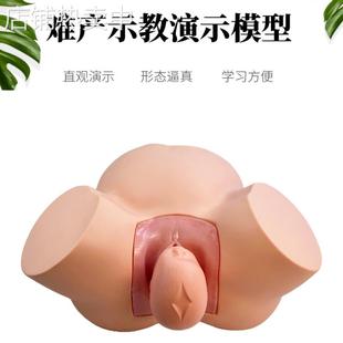 分娩示教模型 高级难产示教训练模型妇产科难产助产分娩教学模型