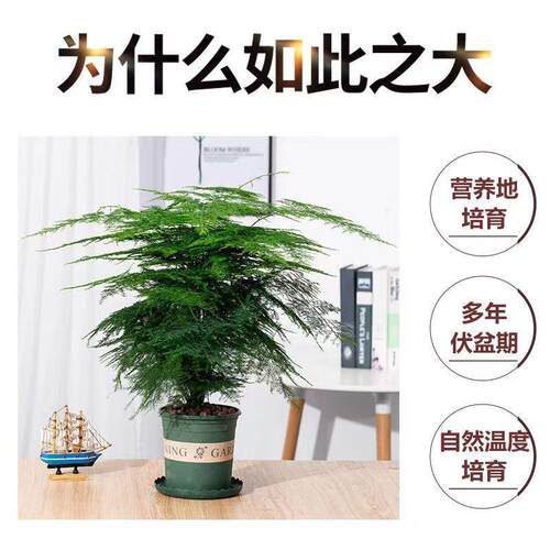 文竹盆栽植物办公室内绿植花卉客厅特大棵文竹苗矮生高端云竹盆景