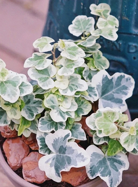 雪莹常春藤盆栽花卉客厅室内常绿攀援阳台庭院植物