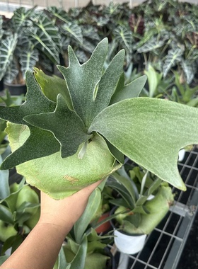 鹿角蕨植物盆栽室内净化空气易养护办公居家装饰绿植