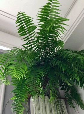 霸王蕨客厅室内盆栽雨林绿植蕨类天花板