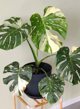 洒金龟背竹网红热植ins