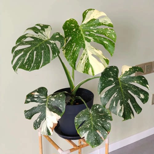 洒金龟背竹网红热植ins