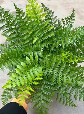 吉姆顿蕨类植物造盆栽吊摆兰景室内件绿植