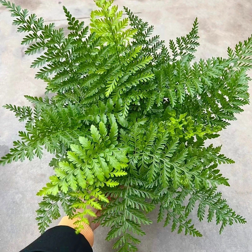 吉姆顿蕨类植物造盆栽吊摆兰景室内件绿植