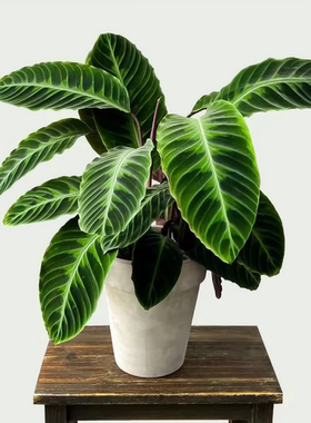 紫背天鹅绒竹芋紫背绿植室内客厅办公室观叶喜阴植物好养