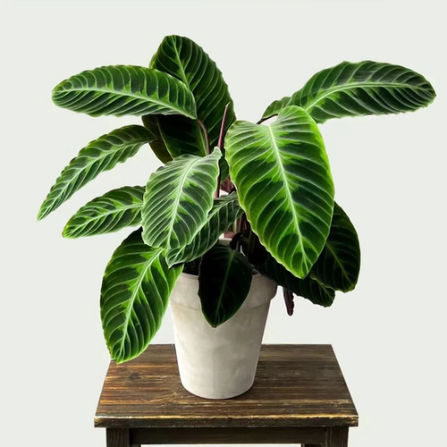 紫背天鹅绒竹芋紫背绿植室内客厅办公室观叶喜阴植物好养