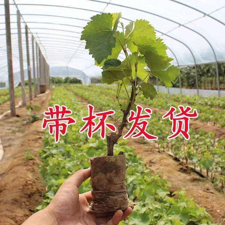 葡萄苗甜蜜蓝宝石葡萄树苗无核无活页胶圈