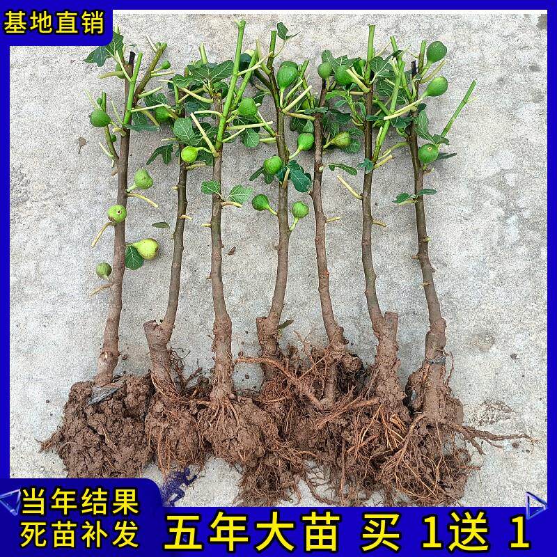 无花果树苗树果苗当年结果盆栽地无花果盆栽
