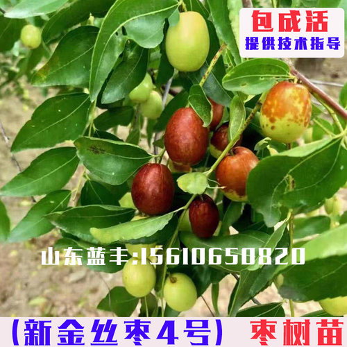 嫁接新金丝4号枣树苗脆甜酥脆四号小枣树活苗南北方庭院盆栽地栽