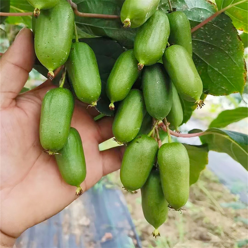 软枣猕猴桃果树苗带土发货