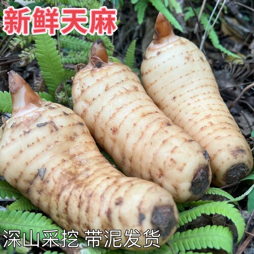 新鲜天麻云南贵州小草坝乌天麻