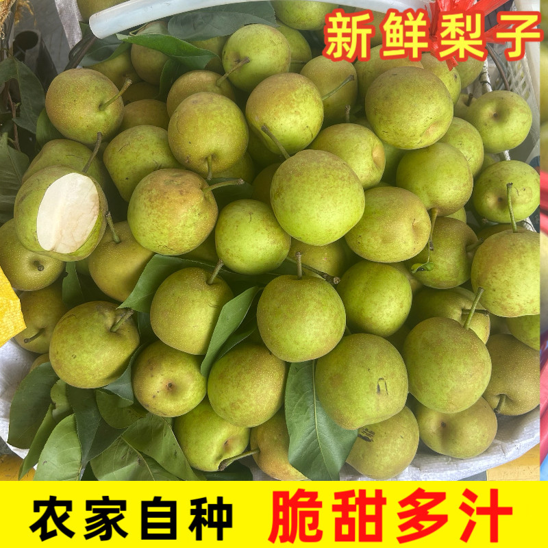 贵州农家青皮梨脆冠梨子新鲜麻梨子当季水果沙梨果黄花脆甜青脆梨