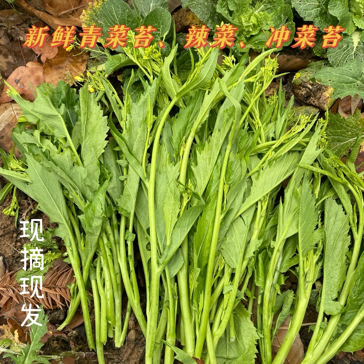 辣菜新鲜苦味青菜苔冲菜农家特产霜打蔬菜心菜尖冲鼻菜芥菜酸扒菜