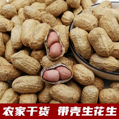 2025年新鲜晒干带壳花生河南农家自产白沙花生种子当季手剥生花生