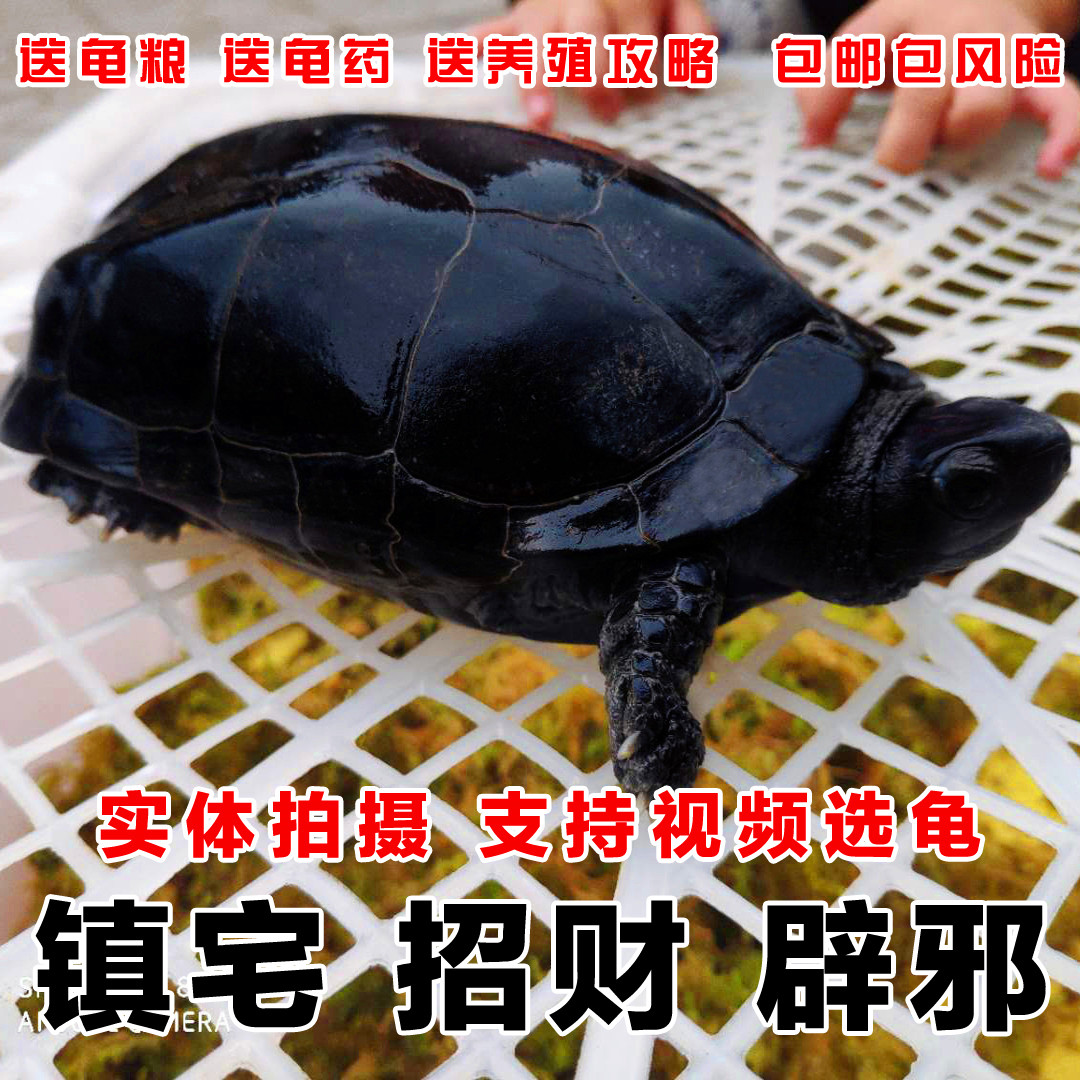 墨龟活体全黑乌龟活体中华草龟外塘公草龟顶墨宠物镇宅招财辟邪|ruв категории животное/Животное питание и принадлежностей, аквариум мира, черепаха/черепаха - от Buy2taobao.com для оказания профессиональной услуги покупки агента Taobao