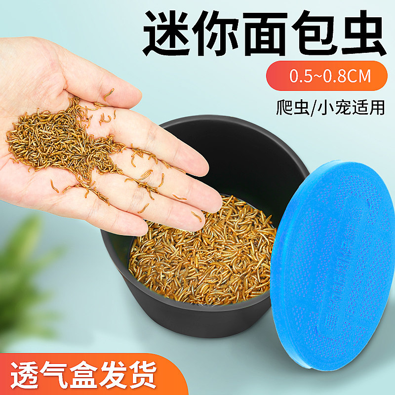 迷你小面包虫开口虫适合小宠食用图片