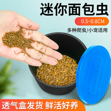 开口虫小面包虫3毫米8毫米活体虫包活黄粉虫壁虎龙鱼龟蛙蝎子饲料