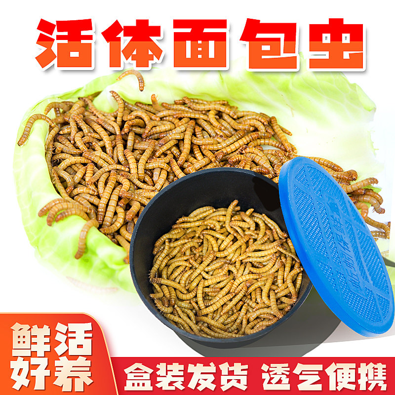 面包虫活虫黄粉虫鲜活体喂鸟乌龟仓鼠龙鱼食活饵守宫蜥蜴角蛙包邮