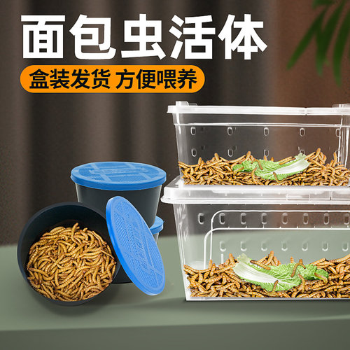 活体鲜活面包虫蜥蜴守宫乌龟粮食