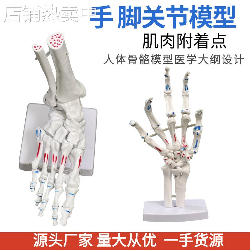 厂家脚关节手关节带肌肉着色模型人体脚关节踝关节足骨手仿真模型