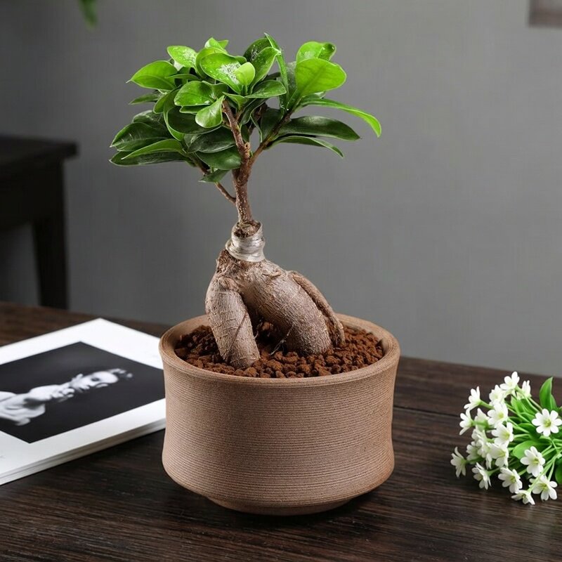 人参榕树盆景木老桩桌面多肉植物小盆栽绿植好养活室内四季造型树