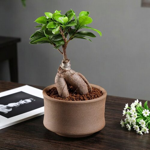 人参榕树盆景木老桩桌面多肉植物