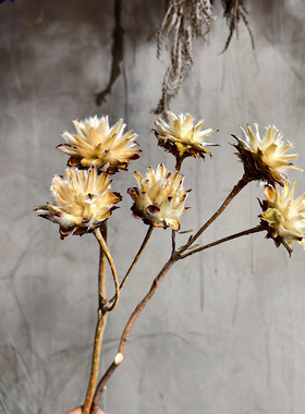 进口天然干花花束高级感天然客厅装饰插花真花黄金佛塔针垫羽毛菊