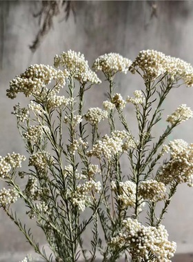 云南基地天然小米花干花花束清新插花搭配插花家居装软装饰道具