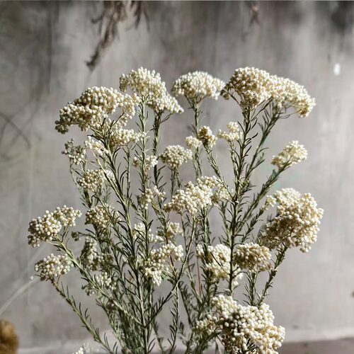 清新天然小米花干花花束