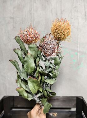 进口天然干花花束高级感天然客厅装饰插花真花黄金佛塔针垫羽毛菊