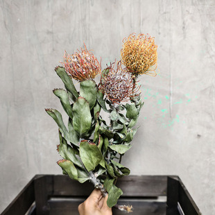 进口天然干花花束高级感天然客厅装饰插花真花黄金佛塔针垫羽毛菊