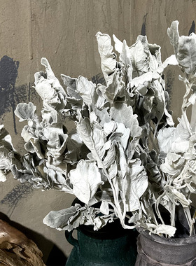 天然植物银叶菊干花花束真花家居创意造型店铺陈列茶社软装饰diy