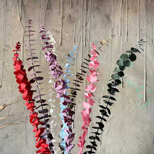 天然尤加利叶永生干花花束真花桉树叶野餐布拍照拍摄道具软装花材