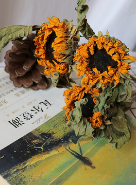 云南天然向日葵干花花束北欧风格拍摄道具小清新太阳花真花客厅摆