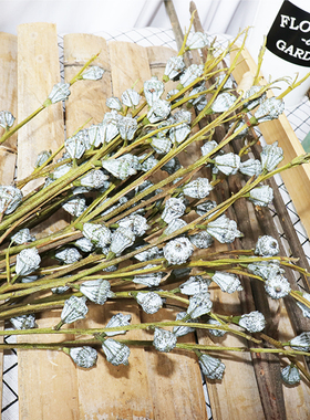 尤加利果实干花花束新鲜叶子拍照道具云南小米果文艺插花材北欧摆