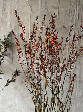 天然火焰兰干花花束铃铛草相思叶森林系家居店铺造型设计装饰真花